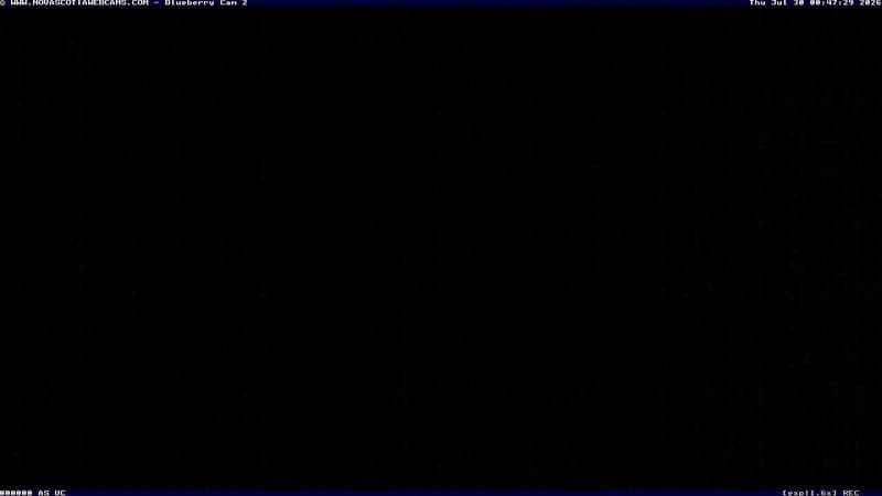 Wild Blueberry Cam 2