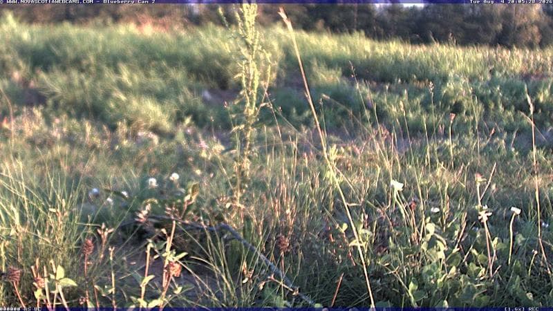 Wild Blueberry Cam 2