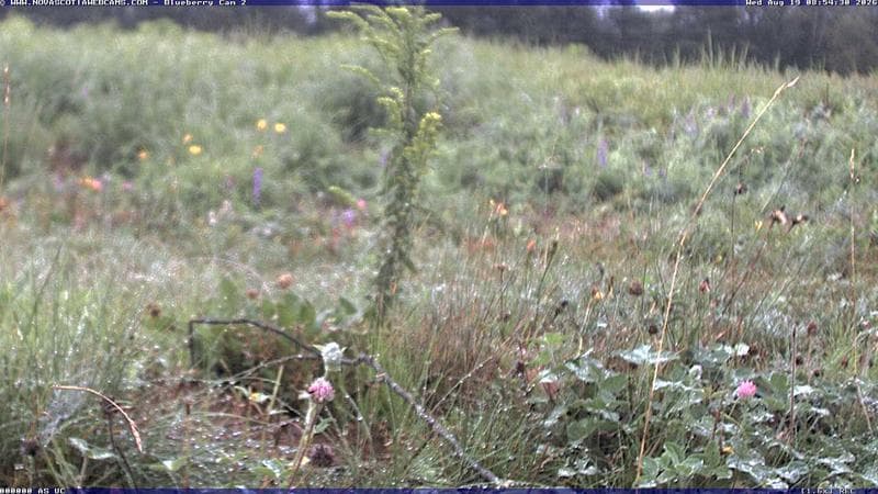 Wild Blueberry Cam 2