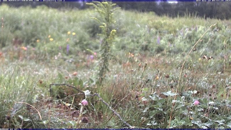 Wild Blueberry Cam 2