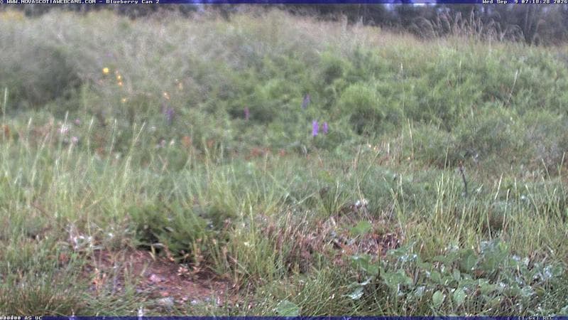 Wild Blueberry Cam 2