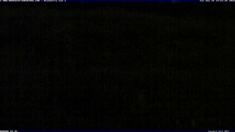 Wild Blueberry Cam 2