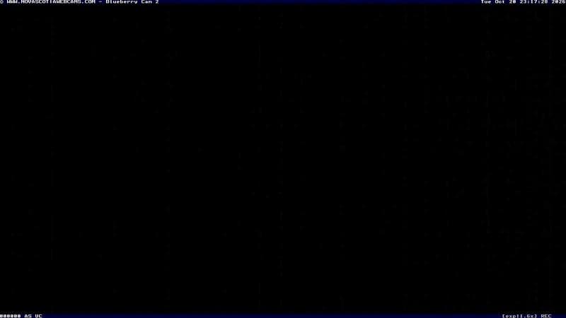Wild Blueberry Cam 2