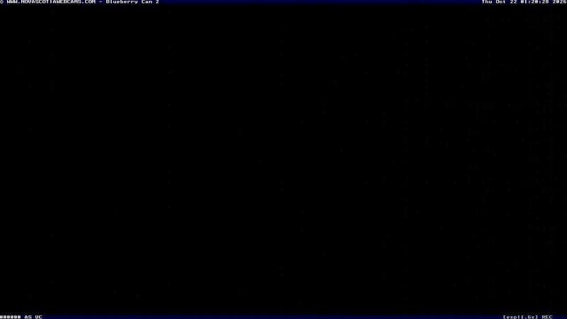 Wild Blueberry Cam 2