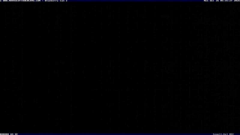 Wild Blueberry Cam 2